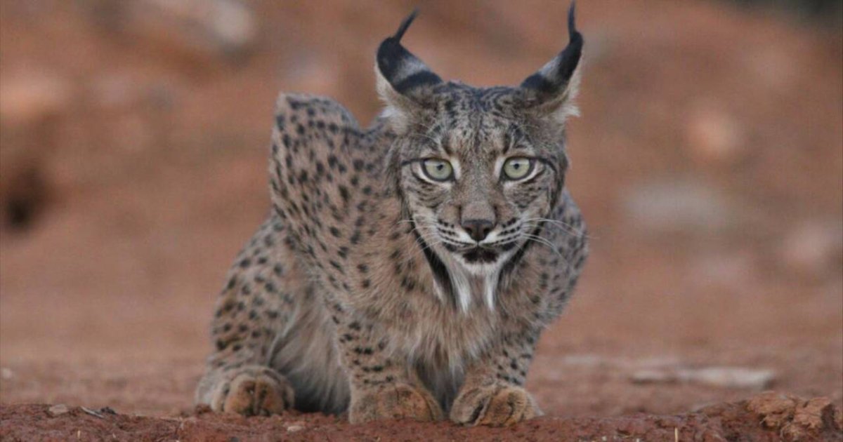 El Lince Ibérico Se Salva Y Deja De Estar En Peligro De Extinción