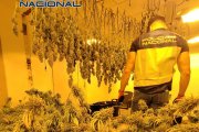 Seis detenidos y desmantelada una plantación de marihuana en una vivienda en Elda

REMITIDA / HANDOUT por POLICÍA NACIONAL
Fotografía remitida a medios de comunicación exclusivamente para ilustrar la noticia a la que hace referencia la imagen, y citando la procedencia de la imagen en la firma
09/11/2024