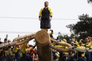 El riesgo de ser aplastado por el enorme tronco es real. Los participantes se juegan la vida.