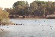 Reserva Natural Lagunas de Villafáfila