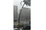 El temporal ha partido una palmera en un parque de San Juan de Alicante