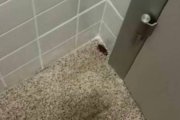 Una de las cucarachas de La Fe