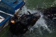 Imagen de una vaca siendo arrastrada por una barca en los 'Bous a la Mar' de Dénia - ANIMANATURALIS