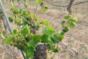 Cultivo de viñedo