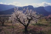 Almendro en flor, floración de Mula, Murcia