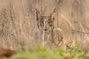 Lince ibérico