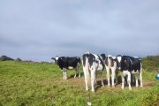 Archivo - Vacas de leche.