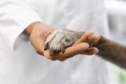 (Foto de ARCHIVO)
Veterinarios

REMITIDA / HANDOUT por FEDEXCAZA
Fotografía remitida a medios de comunicación exclusivamente para ilustrar la noticia a la que hace referencia la imagen, y citando la procedencia de la imagen en la firma
27/2/2025