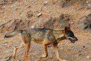 Archivo - Lobo ibérico.