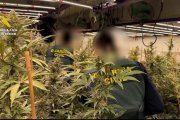 Desmantelada una plantación de marihuana oculta en una vivienda de Busot (Alicante), con una pareja detenida