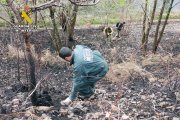 Archivo - Una agente de la Guardia Civil investigando un incendio forestal.- Archivo.