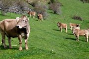 Archivo - Vacas en un prado.