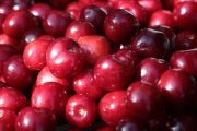 Arranca la certificación de las picotas de la DOP Cereza del Jerte con una previsión de 3.000 toneladas.