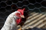 (Foto de ARCHIVO)
Una gallina dentro de una casa, a 19 de marzo de 2024, en El Berrueco, Madrid (España). El municipio de El Berrueco se localiza a orillas del embalse de El Atazar en un entorno natural rodeado de piedras berroqueñas algunas de las cuales son prolongación de la cercana Sierra de La Cabrera. Esta localidad tiene una altitud de 925 metros y una extensión de 28,80 kilómetros, con una población de algo más de 800 habitantes. Desde el punto de vista físico destacamos la piedra granítica de todo su término municipal de dónde le viene a El Berrueco su importante y ancestral tradición cantera.

Rafael Bastante / Europa Press
20 MARZO 2024;EL BERRUECO;MADRID
20/3/2024