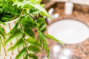 El helecho colgante, ideal para espacios húmedos como el baño, aporta un toque de frescura y elegancia natural