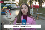 La peste porcina en Cataluña