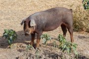 (Foto de ARCHIVO)
Un cerdo en una granja, a 19 de octubre de 2025, en Salamanca, Castilla y León (España). Varios jabalíes han aparecido muertos a causa de la peste porcina después de que la Generalitat anunciase el pasado sábado, 29 de noviembre, el hallazgo de otros cuatro animales muertos a causa de esta infección. Planas recordó el sábado que la peste porcina africana no afecta a los humanos y que la prioridad en este momento es contener la el virus y limitar el impacto económico en el sector porcino.

Rafael Bastante / Europa Press
01 DICIEMBRE 2025
19/10/2025