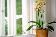 Una orquídea bien ubicada puede transformar por completo cualquier rincón de casa, incluso en invierno.
