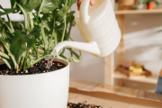 Un riego adecuado es clave, pero el aporte de nutrientes marca la diferencia en la salud de las plantas.