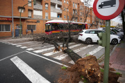 Un árbol de grandes dimensiones caído en la barriada de Pino Montano de Sevilla-