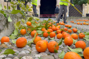 Las naranjas amargas del Patio de los Naranjos de la Mezquita de Córdoba.