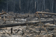 bOSQUES QUEMADOS