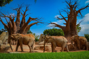Imagen de archivo de elefantes en BIOPARC Valencia.
