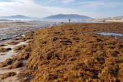 ¡Alga asiática en una playa de Cädiz.

REMITIDA / HANDOUT por UMA
Fotografía remitida a medios de comunicación exclusivamente para ilustrar la noticia a la que hace referencia la imagen, y citando la procedencia de la imagen en la firma
22/1/2021