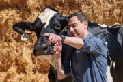 El candidato a la reelección de la Presidencia de la Junta, Juanma Moreno, posa junto a la vaca Blanca, nieta de Fadie, en el Valle de los Pedroches, Córdoba.