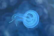 Ejemplar joven de medusa Aurelia aurita.