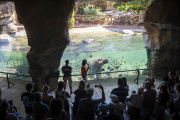 Bioparc Valencia mantiene su posición entre los mejores parques de animales del mundo gracias a la valoración de miles de visitantes.