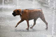 Un perro se refresca en una fuente del Parc Central.