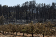 ALFONDEGUILLA (CASTELLÓN) 30/07/2026
EL INCENDIO QUE COMENZÓ EL SÁBADO EN LA VALL D'UIXÓ SE CONSIDERA TODAVÍA ACTIVO SI BIEN LOS TRABAJOS DE EXTINCIÓN ESTÁN SIENDO POSITIVOS. LOS DAÑOS EN LA INSTALACIONES AGRÍCOLAS Y GANADERAS DE LAS LOCALIDADES DE LA VALL, LA VILAVELLA Y BECHÌ HAN SIDO MUY IMPORTANTES. EN LA IMAGEN HUERTOS DE NARANJAS EN PRODUCCIÓN CON LOS ÁRBOLES ARRUINADOS POR EL FUEGO.
FOTOS EUROPA PRESS/ANGEL sANCHEZ
