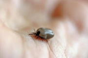 Una garrapata del género 'Hyalomma'