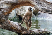 La nueva cría de dril permanece junto a su madre, Muyuka, mientras continúa su adaptación al grupo de Bioparc Valencia.