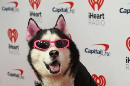 El husky Swaggy Wolfdog es toda una celebridad