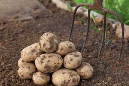Cultivo patatas