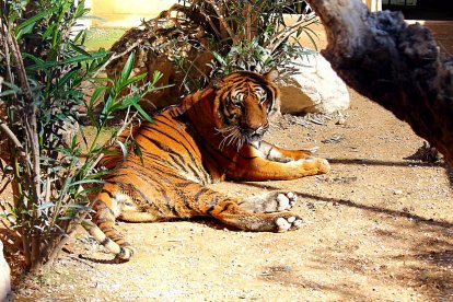 Un tigre descansa en el Arca de Noé de Alicante. De no existir el centro hubiera sido sacrificado.                      REPORTAJE FOTOGRÁFICO DE JESÚS SUÁREZ