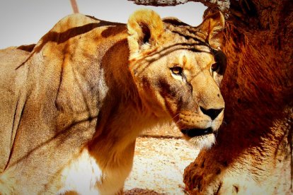 Otro de los felinos, una leona, toma el sol en las instalaciones.                                                    FOTO DE JESÚS SUÁREZ