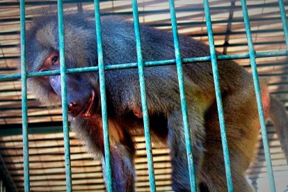 Uno de los primates que residen en el Arca de Noé.                                 FOTO: JESÚS SUÁREZ