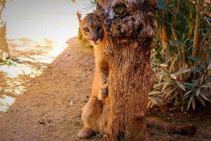 Un puma se esconde tímidamente de nuestra cámara.                      FOTO DE JESÚS SUÁREZ