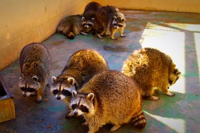 Los simpáticos mapaches no son mascotas