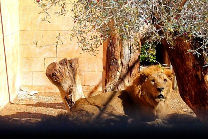 El rey de la selva, también ha sufrido los caprichos del hombre y ahora descansa en su retiro final.                                 FOTO DE JESÚS SUÁREZ