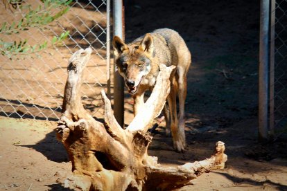 Varios lobos habitan en este singular refugio de animales único en España.                                                               FOTO: JESÚS SUÁREZ