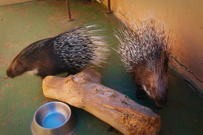 Otros de los animales acogidos en el Arca de Noé de Alicante.                                                           FOTO DE JESÚS SUÁREZ