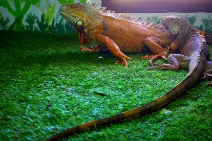 Los reptiles, normalmente procedentes de incautaciones por parte de la Guardia Civil, también tienen vida en el Arca de Noé.            FOTO DE JESÚS SUÁREZ