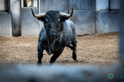 Feria de Otoño 5ª. Castaño, Ortega y Aguado se estrellan con mansos de El Pilar