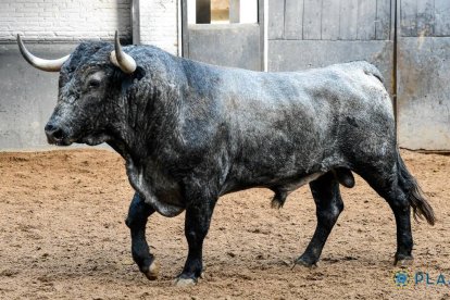 Feria de Otoño 5ª. Castaño, Ortega y Aguado se estrellan con mansos de El Pilar