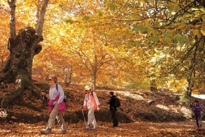 Senderistas en el Bosque de Cobre, Valle del Genal (Málaga).