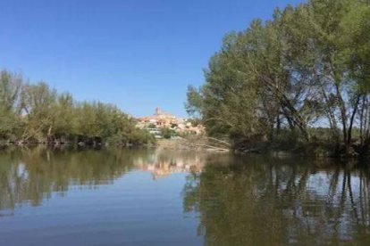 El cocodrilo fue visto por primera vez este sábado en la confluencia de los ríos Pisuerga y Duero.